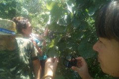 Observation / Observació / Observación