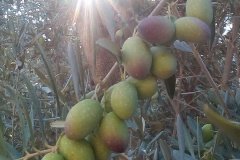 Olives