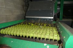 Triage, séparation des olives