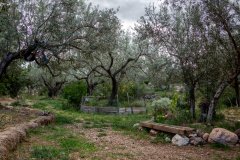 Oliveres i horts